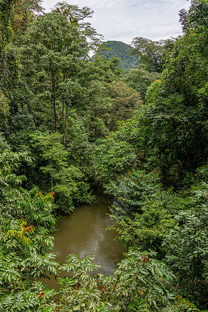 Mulu NP River -2