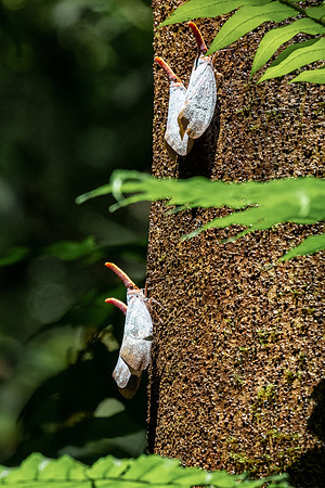 White Lantern Flies