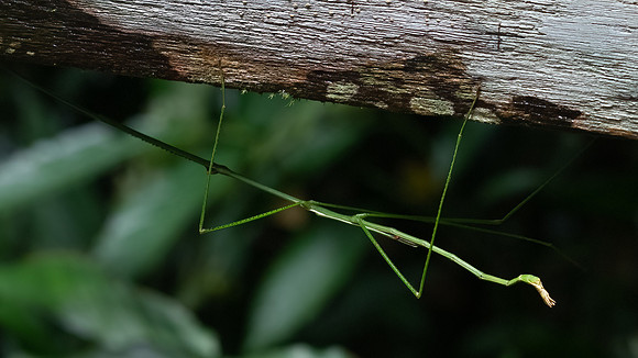 Stick Insect