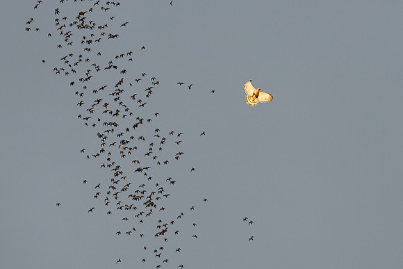 Bat Exodus -5