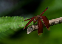 Common Parasol