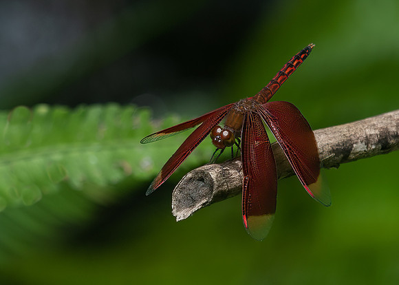 Common Parasol