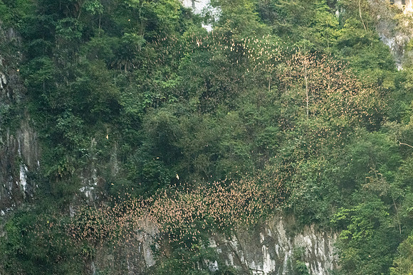 Bat Exodus -7