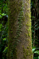 Climbing Vine Adenia cordifolia