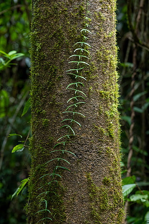 Climbing Vine Adenia cordifolia