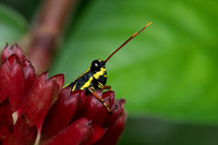 Black Yellow Striped Grasshopper