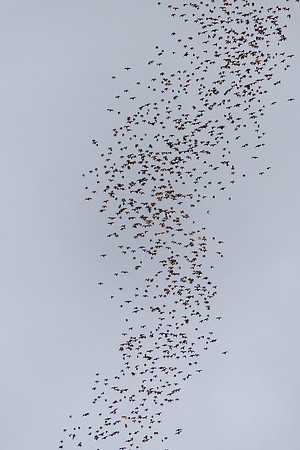 Bat Exodus -3
