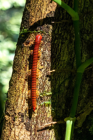 Red Millipede -2