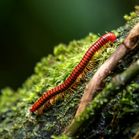 Red Millipede -1