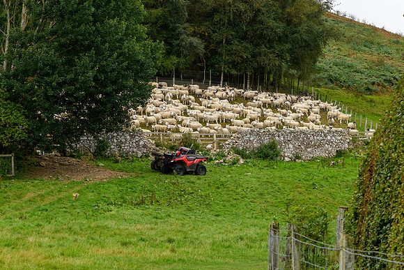 Linhope Estate Sheeping