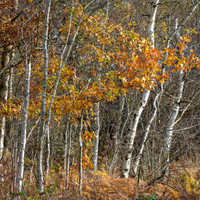 Westhay & Ham Wall-7