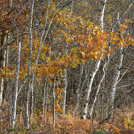 Westhay & Ham Wall-7