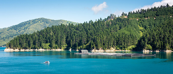 Queen Charlotte Sound -8