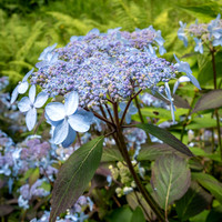 Glendurgan Gardens -5