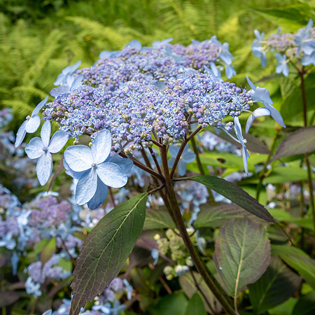 Glendurgan Gardens -5