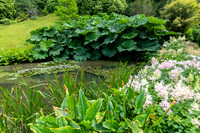 Glendurgan Gardens -2