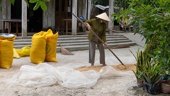 Drying Rice -3