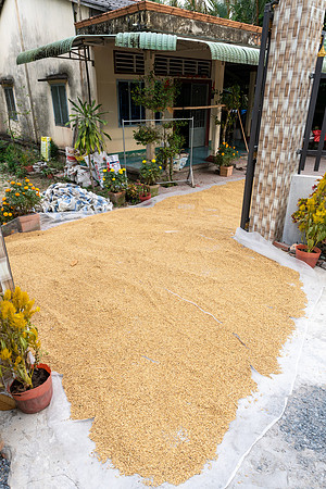 Drying Rice -1
