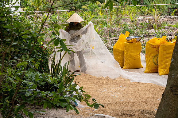Drying Rice -2