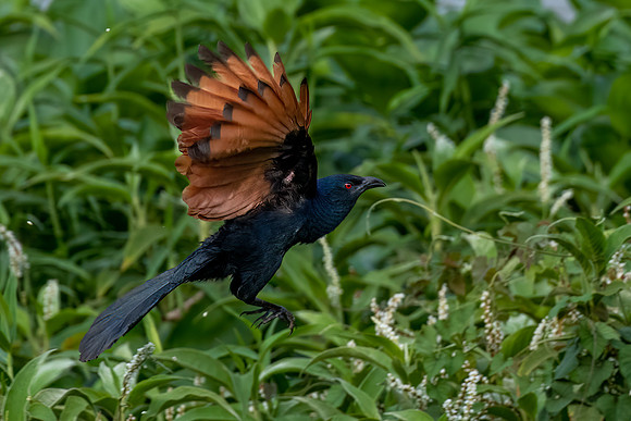 Greater Coucal -1