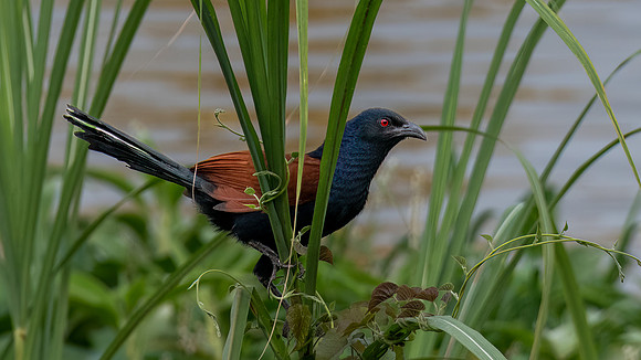 Greater Coucal -2