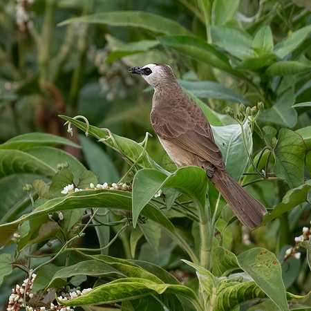 Yellow-vented Bulbul -1