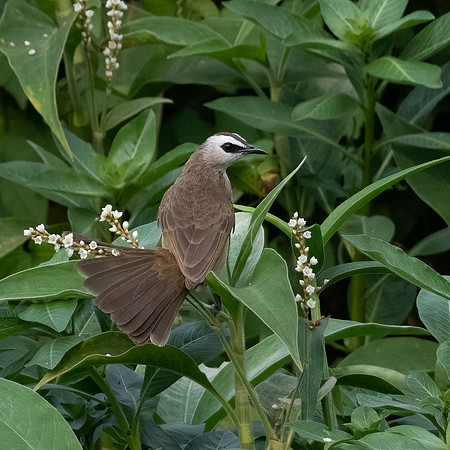 Yellow-vented Bulbul -2