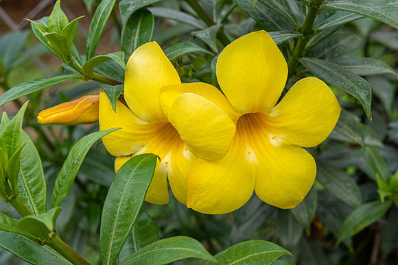 Yellow Allamanda