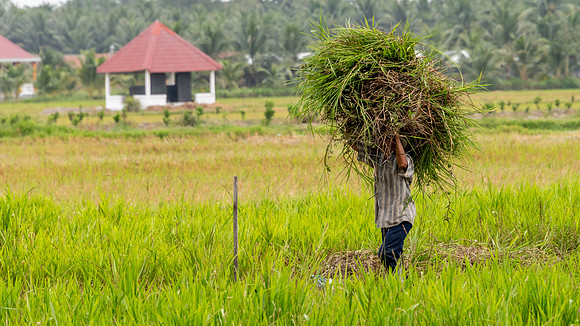 Collecting Spent Rice Plants for Animal Feed