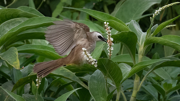 Yellow-vented Bulbul -3