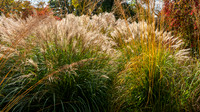 Knoll Gardens -11