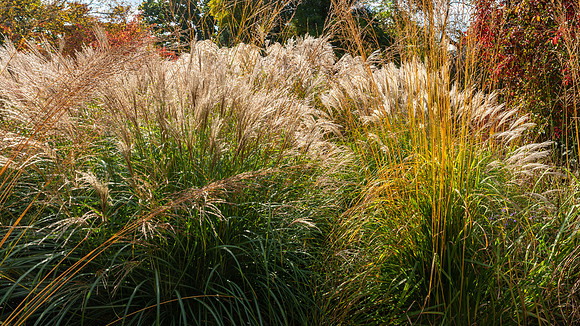 Knoll Gardens -11