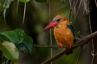 Stork-billed Kingfisher -1