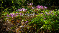 Knoll Gardens -2