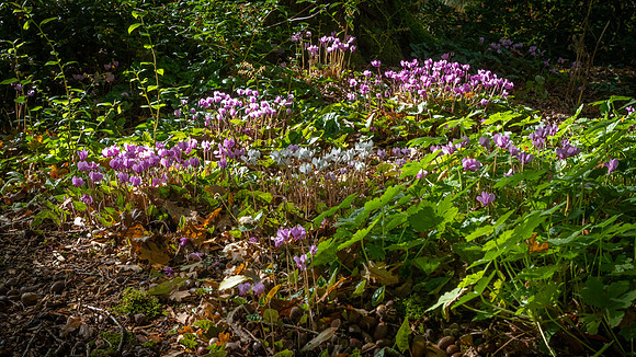Knoll Gardens -2