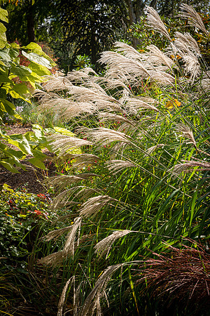 Knoll Gardens -2