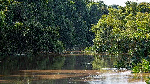 Kinabatangan River Tributary -2