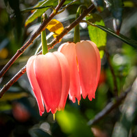 Knoll Gardens -1