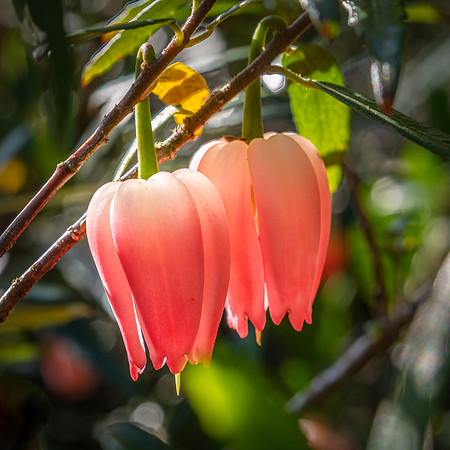 Knoll Gardens -1