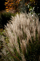 Knoll Gardens -14