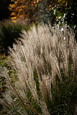 Knoll Gardens -14