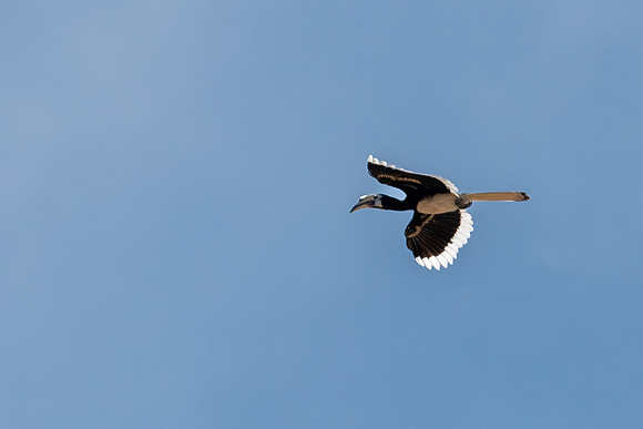 Pied Hornbill