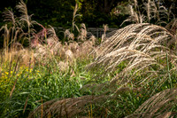 Knoll Gardens -6