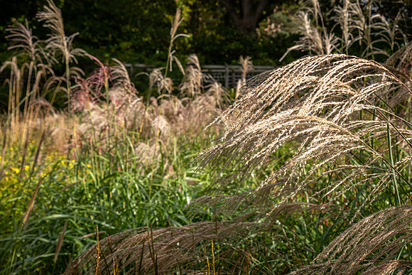 Knoll Gardens -6