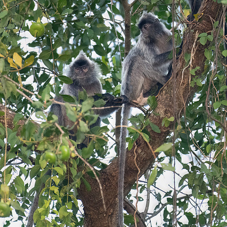 Silvered Langur