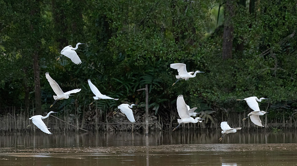 Intermediate & Little Egrets -2