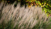 Knoll Gardens -13