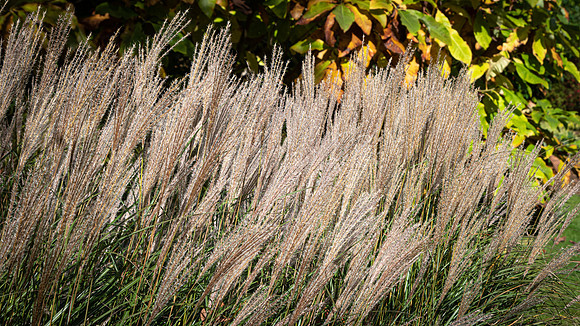 Knoll Gardens -13