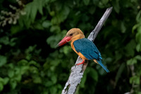 Stork-billed Kingfisher -2