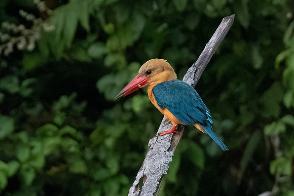 Stork-billed Kingfisher -2